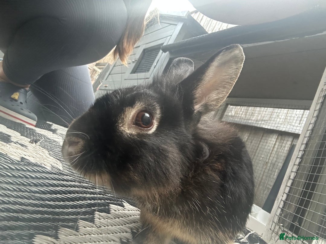 Mini Lion Lop rabbits for sale: black male mini lop lion - Image 1