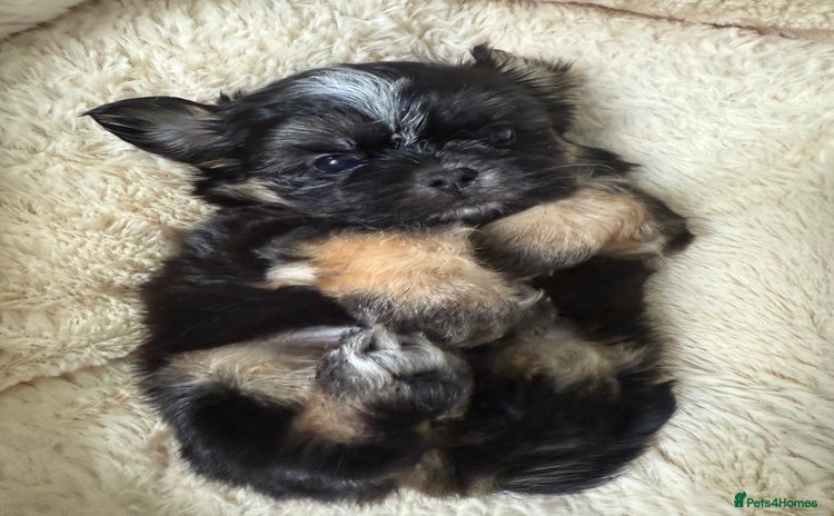 Shih Tzu dogs - Advert 3