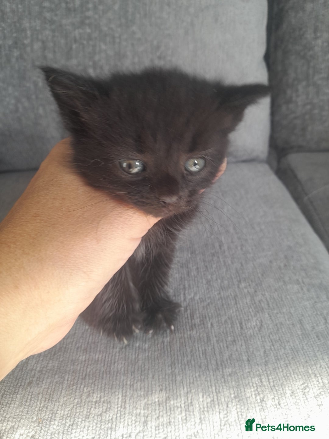 Mixed Breed cats for sale: 3 Black male kittens - Image 4