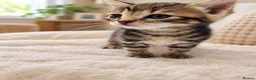 Mixed Breed cats for sale: Beautiful tabby kittens - Advert 4