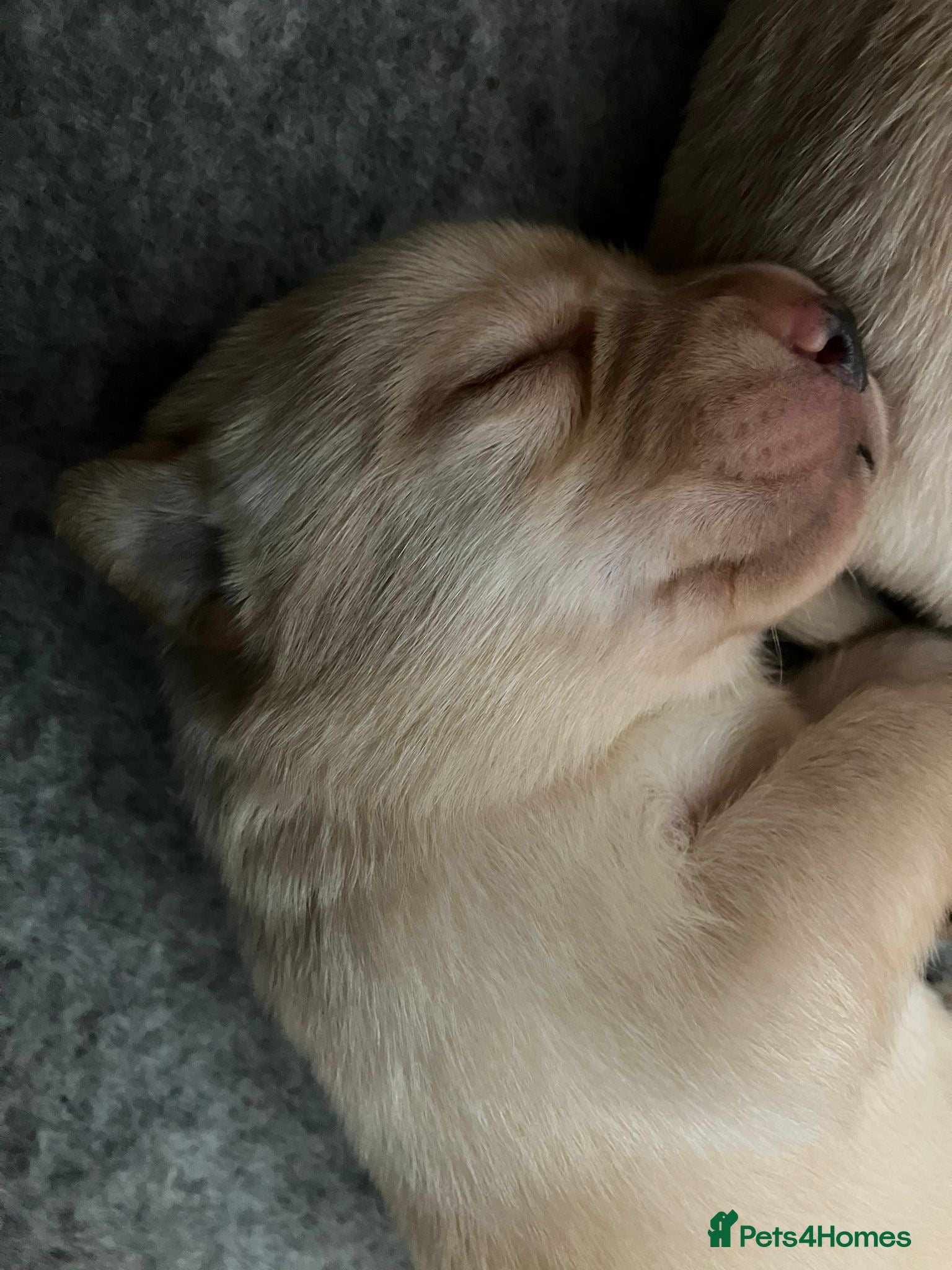 Labrador Retriever dogs Labrador retriever yellow puppies  - Advert 7