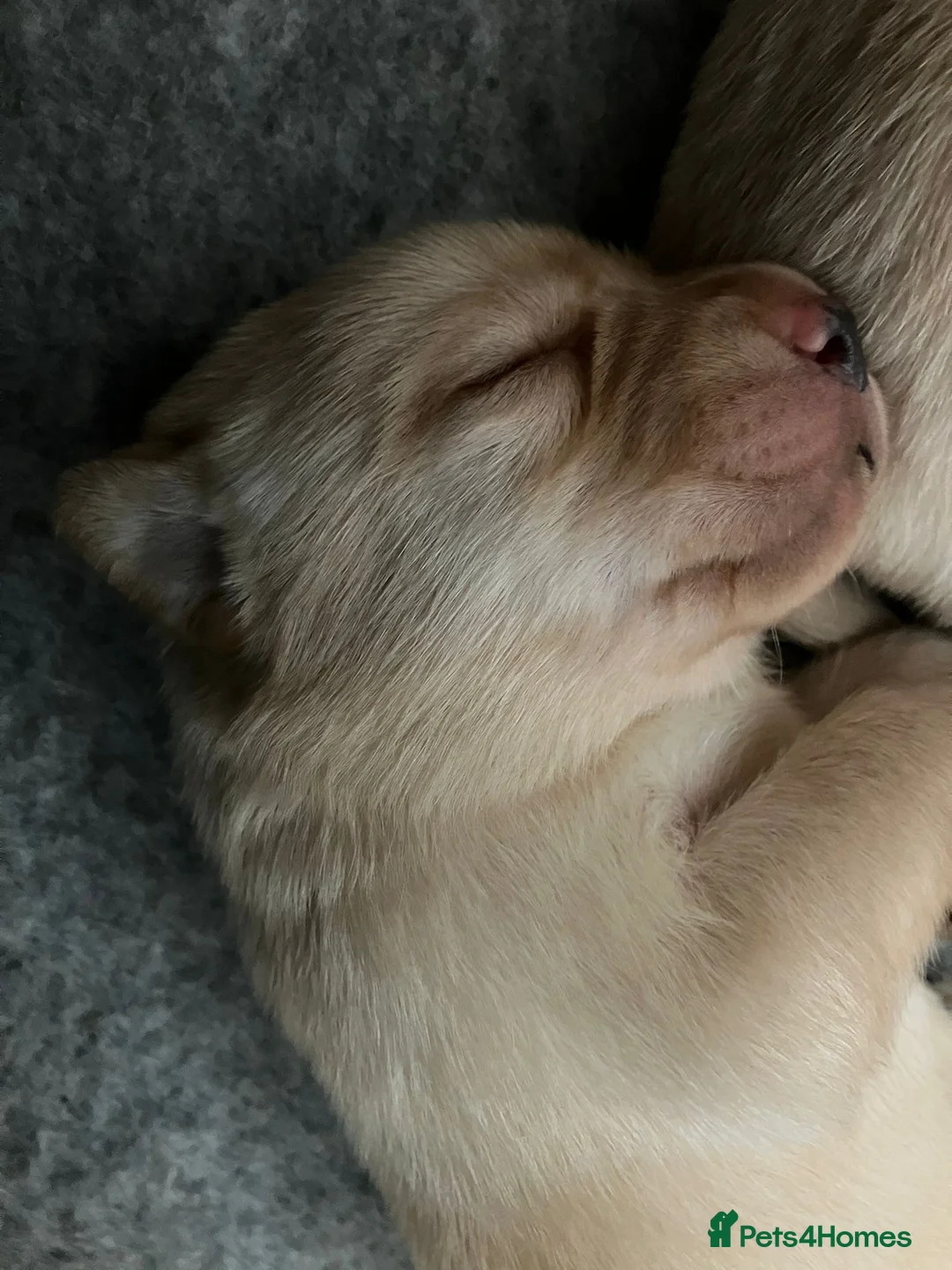 Labrador Retriever dogs for sale: Labrador retriever yellow puppies  - Advert 1