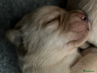 Labrador Retriever dogs Labrador retriever yellow puppies - Advert 1