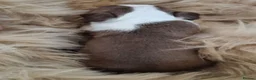 Boston Terrier dogs for sale: Kc Boston Terriers Exceptional puppies - Advert 6