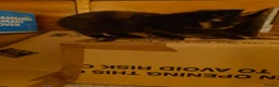 Mixed Breed cats for sale: 2 remaining kittens, looking for forever homes - Advert 25
