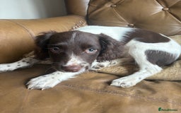 Sprocker dogs for sale: 3 beautiful sprocker pups left - Image 15