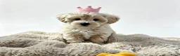Maltipoo dogs for sale: Maltipoo puppys  - Advert 7