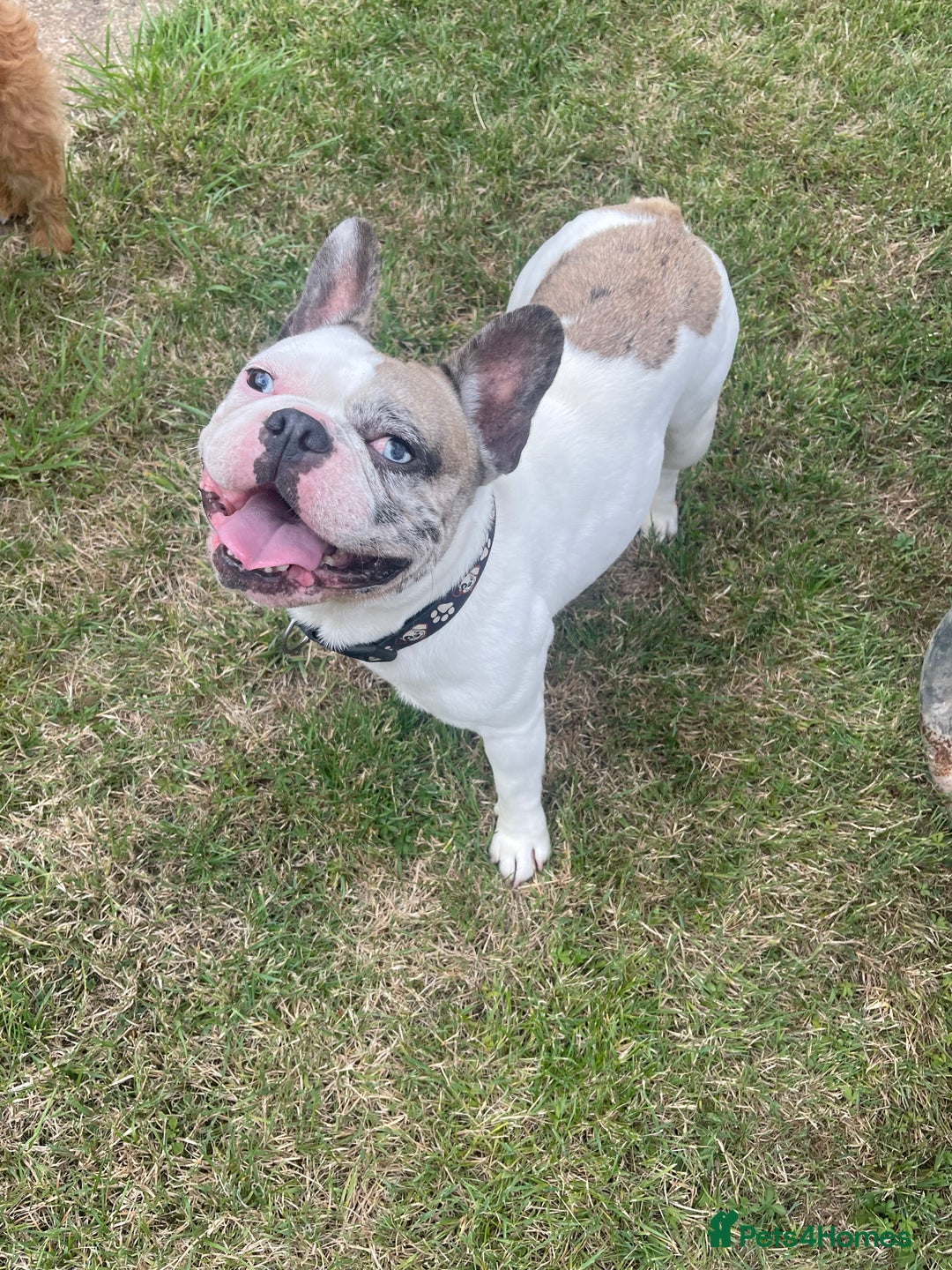 French Bulldog dogs for sale: Beautiful boy needs his forever home - Image 5