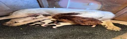 English Springer Spaniel dogs for sale: Beautiful Liver & White Springer Spaniel Puppies - Advert 16
