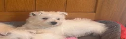 West Highland Terrier dogs for sale: Beautiful West Highland Puppies - Advert 13