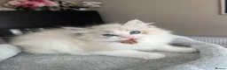 Ragdoll cats for sale: Registered Ragdoll kittens for sale - Advert 10