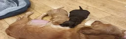 Cocker Spaniel dogs for sale: KC REGISTERED WORKING COCKER SPANIEL PUPPIES  - Advert 5