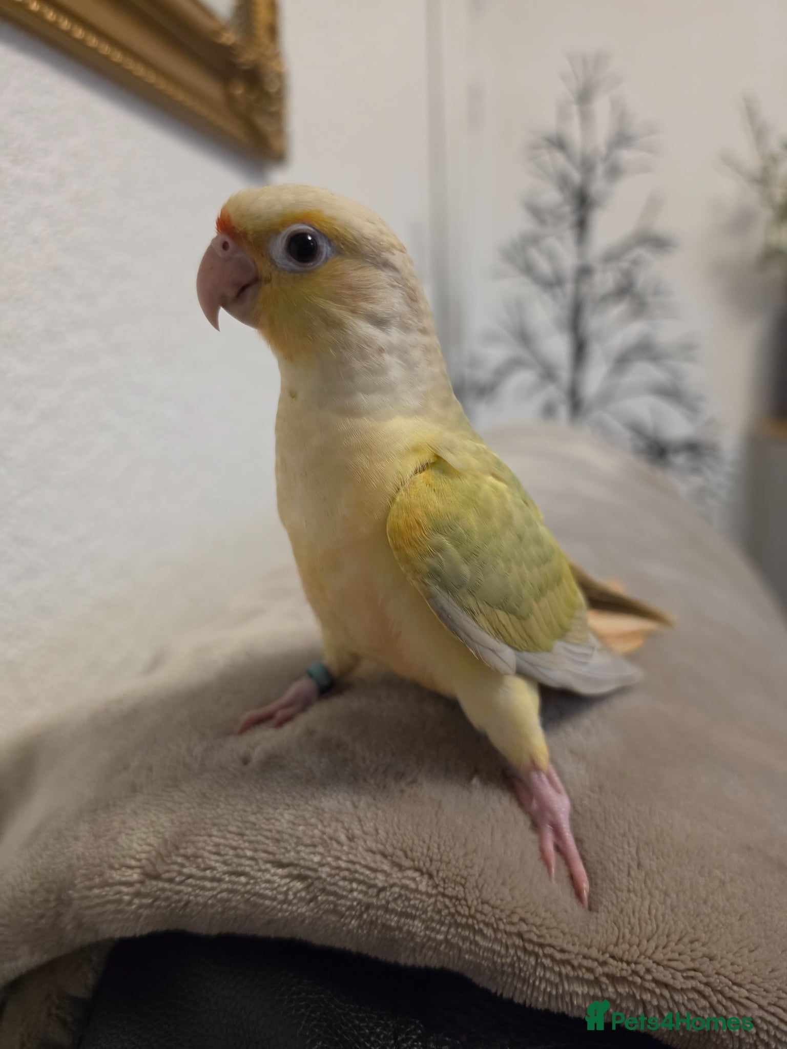 Conures birds Hand-reared Conure! 325 ono! - Advert 6