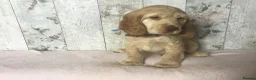 Cocker Spaniel dogs for sale: KC reg Cocker pups - Advert 9