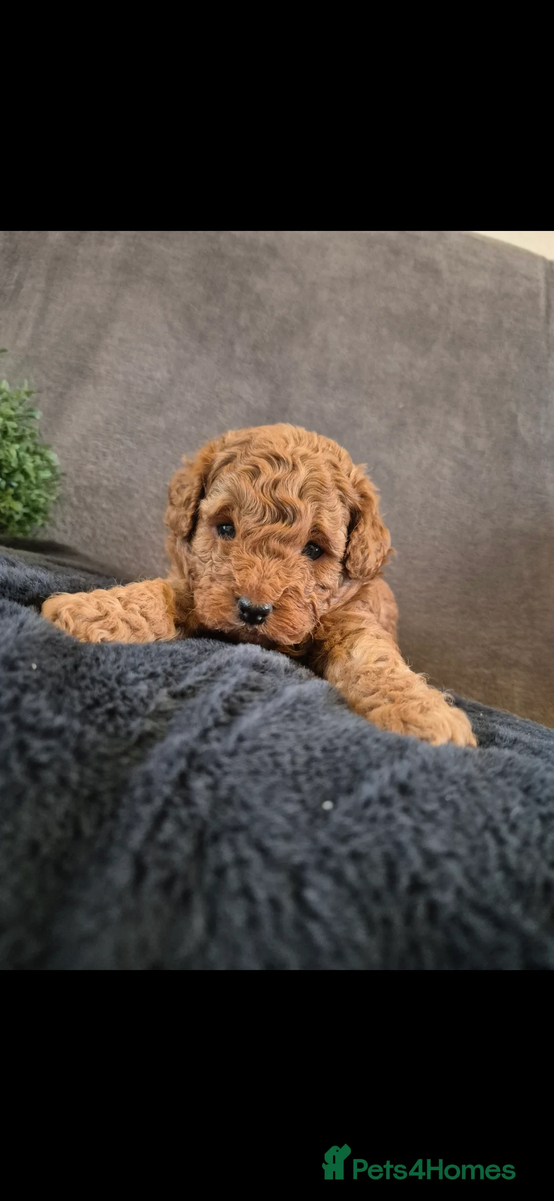 Cavapoo dogs for sale: Beautiful F1B Cavapoo Puppies - Advert 3