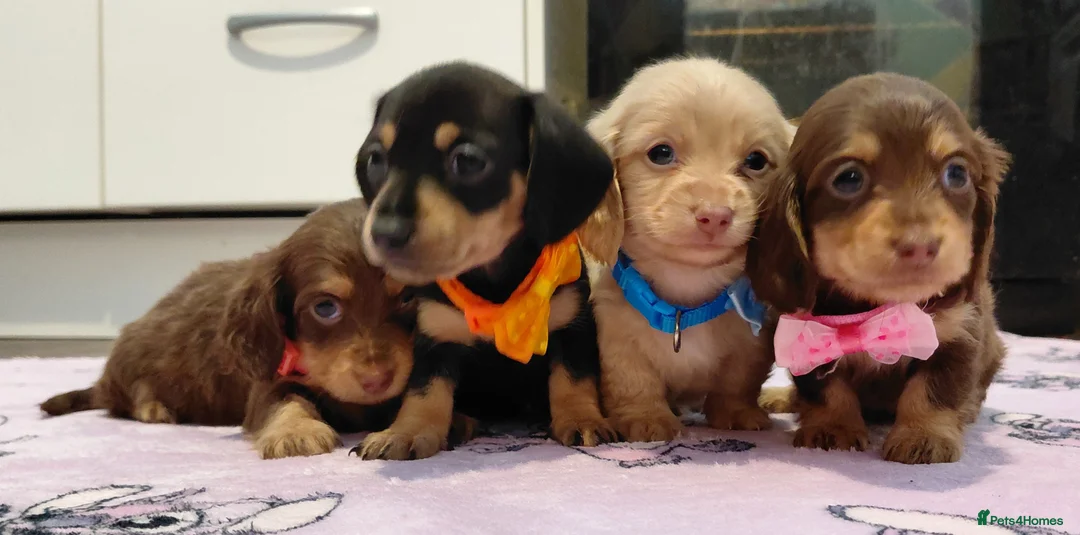 Miniature Dachshund dogs for sale: Sweetest Longhaired/One S.Haired Mini's 🤎🐾 - Advert 24