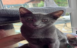 Oriental cats for sale: Ready now! Beautiful oriental mix kittens  - Image 29