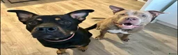 Mixed Breed dogs for sale: German Shepherd x Rottweiler x Pocket Bully in Bristol - Advert 7