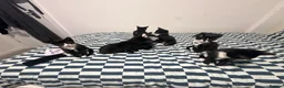 Mixed Breed cats for sale: 7 Adorable Kittens Looking for Loving Homes - Advert 3