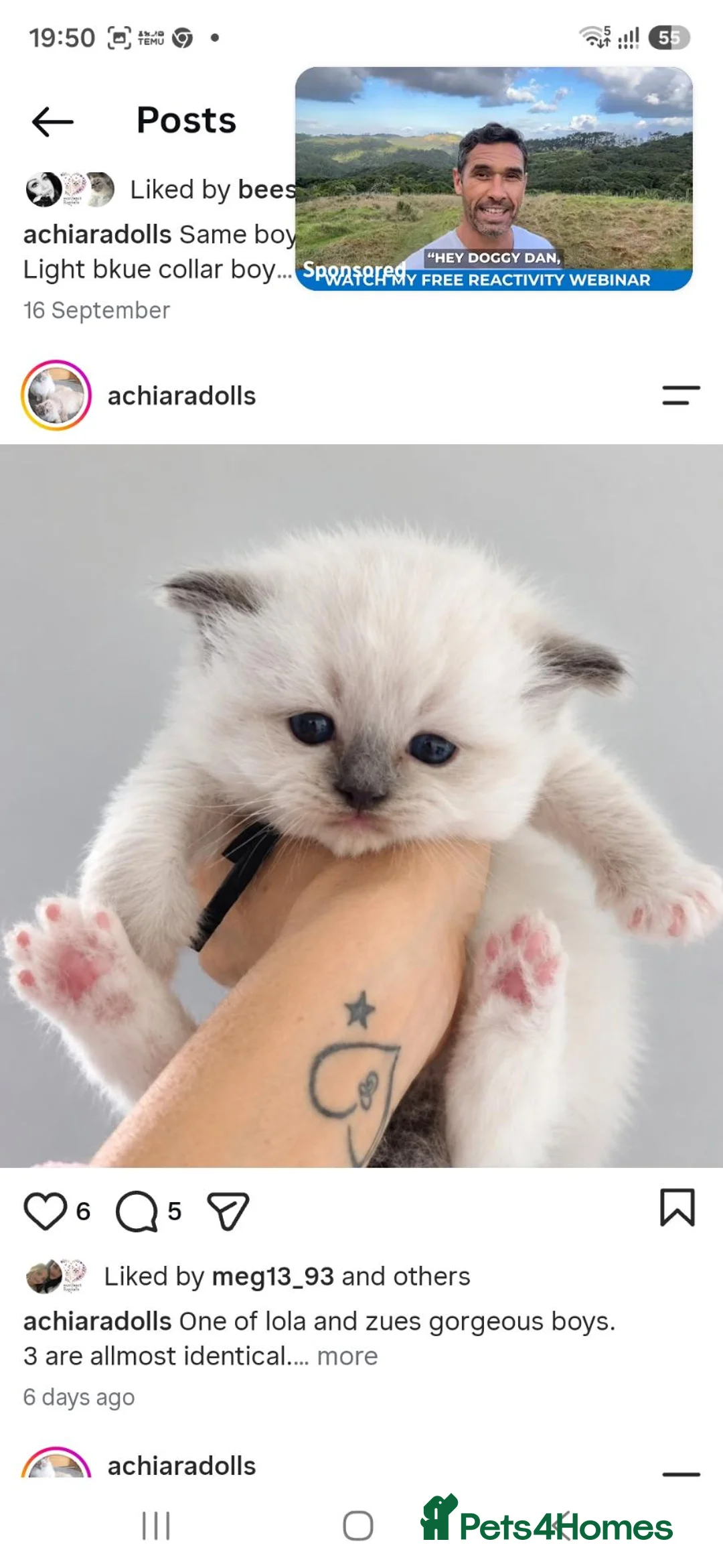 Ragdoll cats for sale: 4 stunning boy ragdolls - Advert 2