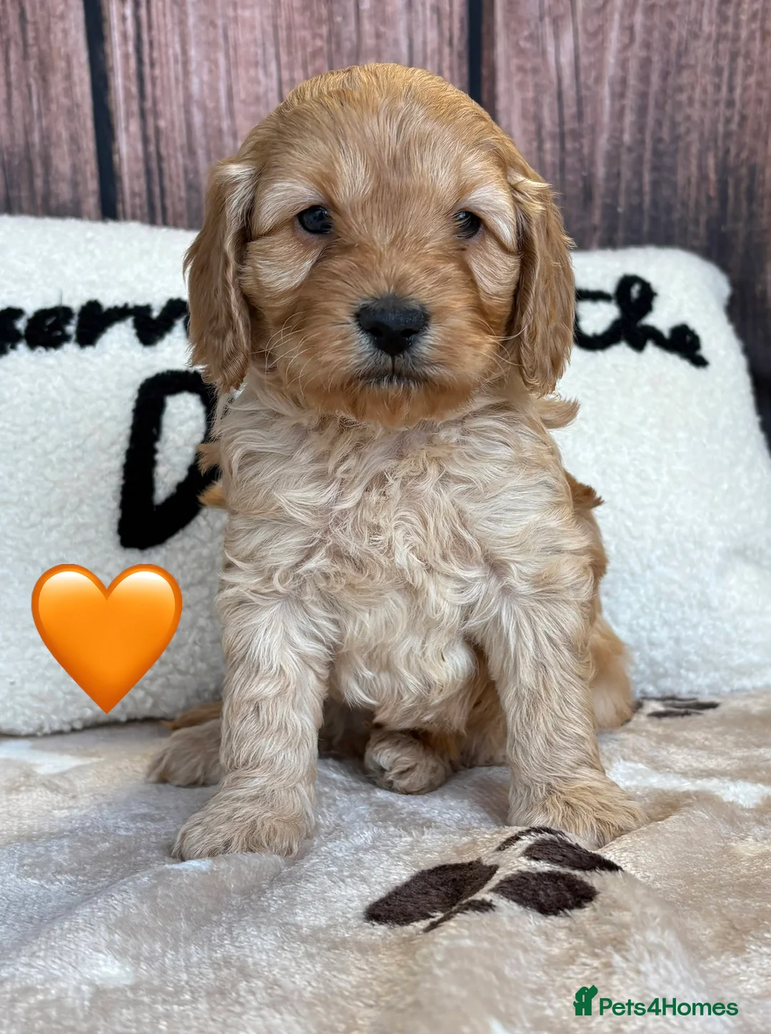 Cockapoo dogs for sale: Outstanding Miniature F1B Cockapoo Male Puppies - Advert 3