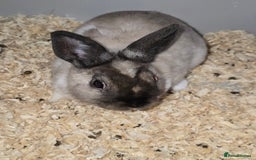 Netherland Dwarf rabbits for sale: 3 Netherland Dwarf Bunnies - Image 5