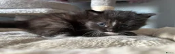 Mixed Breed cats for sale: Long‑Haired Ragdoll Cross Tortoiseshell Kittens - Advert 9