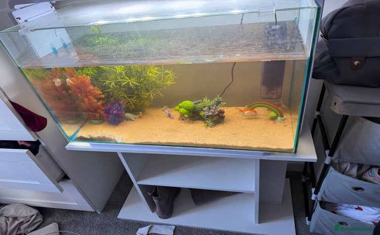 Fancy Goldfish fish - Advert 1