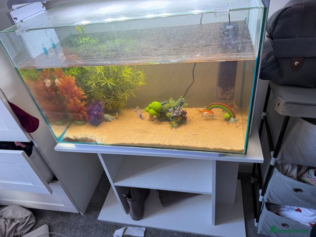 Fancy Goldfish fish - Advert 1