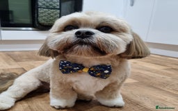 Lhasa Apso dogs for stud: Gorgeous proven KC registered Cooper for **stud** in Pontefract - Image 13
