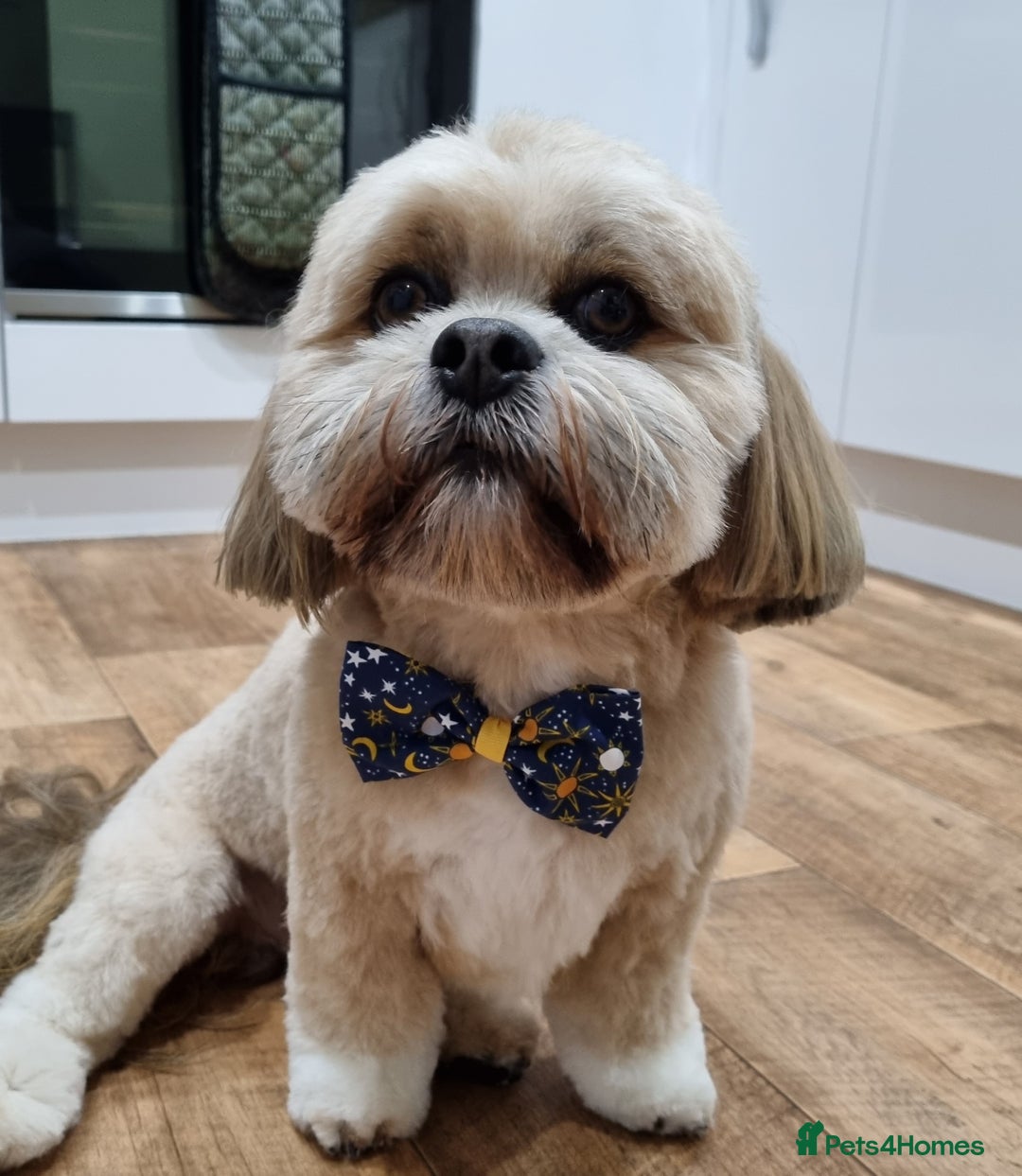 Lhasa Apso dogs for stud: Gorgeous proven KC registered Cooper for **stud** in Pontefract - Image 13