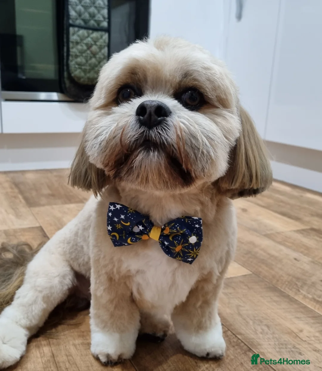 Lhasa Apso dogs for stud: Gorgeous proven KC registered Cooper for **stud** in Pontefract - Advert 13