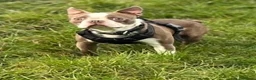 Boston Terrier dogs for sale: KC Reg Lilac Boston Terrier Male, 11 Months.  in Leeds - Advert 4