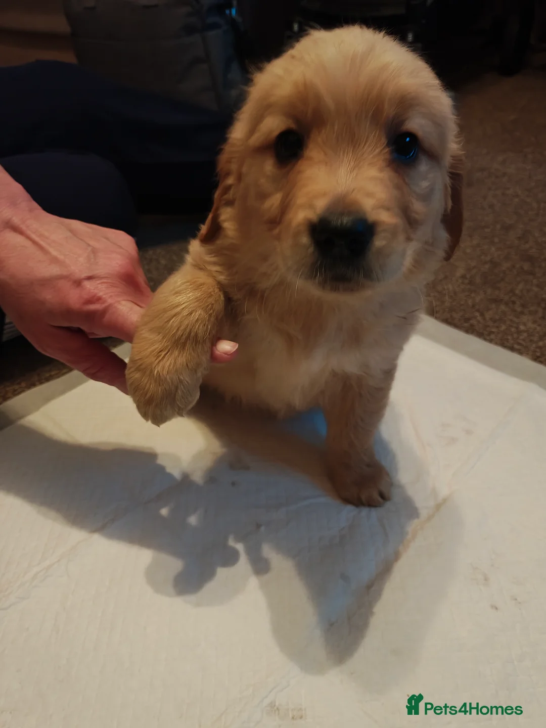 Golden Retriever dogs for sale: Only 5 gorgeous golden retriever puppies left - Advert 19