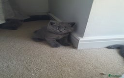 British Shorthair cats for sale: 4 Britain short hair kittens - Image 5
