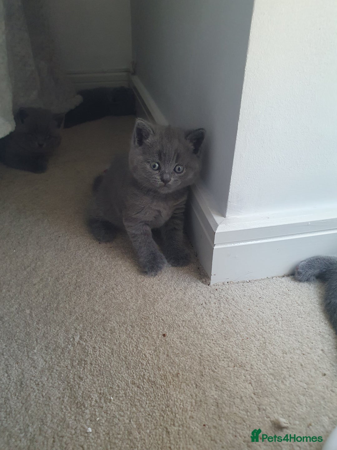 British Shorthair cats for sale: 4 Britain short hair kittens - Image 5
