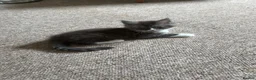 Maine Coon cats for sale: Maine coon kitten in Keighley - Advert 4