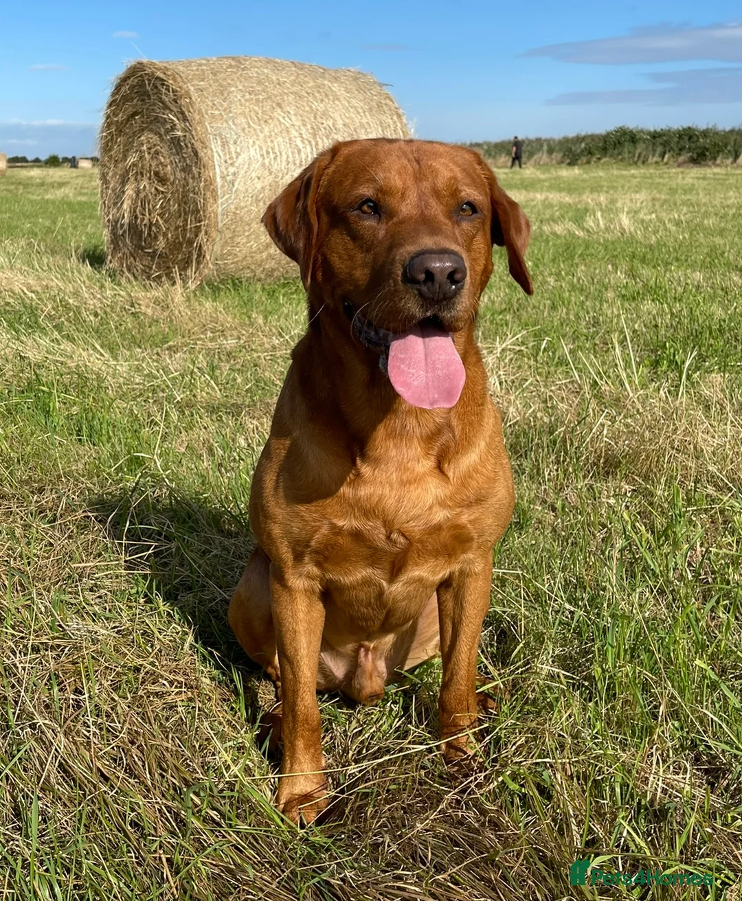 Labrador Retriever dogs for stud: PROVEN & FULLY HEALTH TESTED KC Dark Fox Red Stud  in York - Advert 33