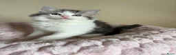 Mixed Breed cats for sale: British Short Hair Cross Ragdoll Kittens  in Selby - Advert 29