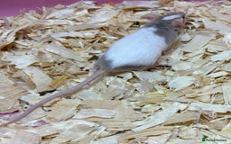Mouse rodents for sale: Female baby mice ready now  - Image 8