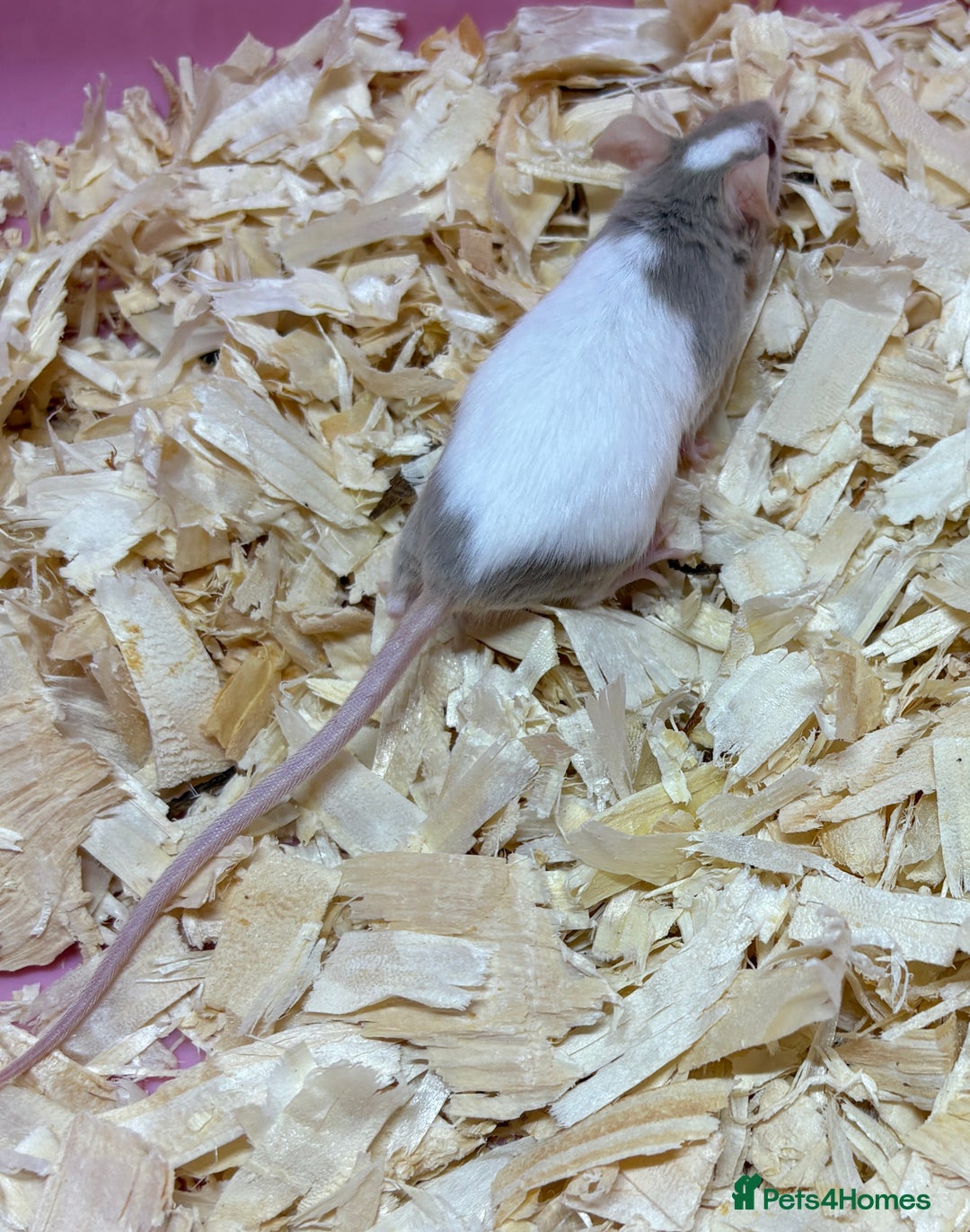 Mouse rodents for sale: Female baby mice ready now  - Image 8