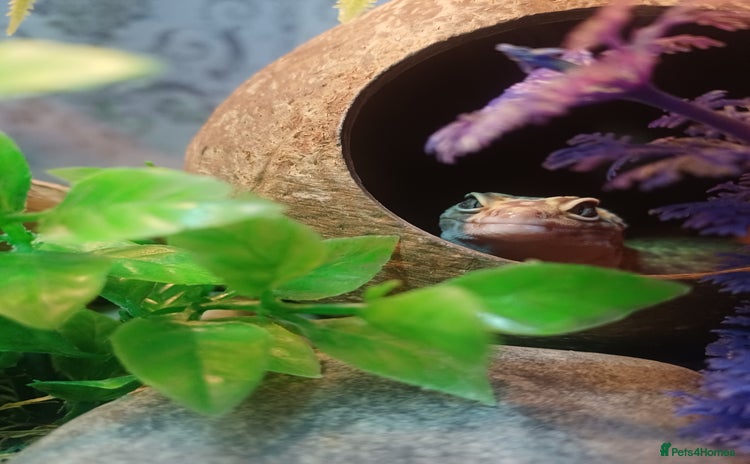 Leopard Gecko reptiles - Advert 1