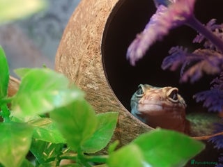 Leopard Gecko reptiles Female Leopard Gecko - Advert 6