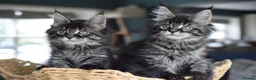 Maine Coon cats for sale:     Outstanding Maine Coon Kittens–GCCF Registered - Advert 5