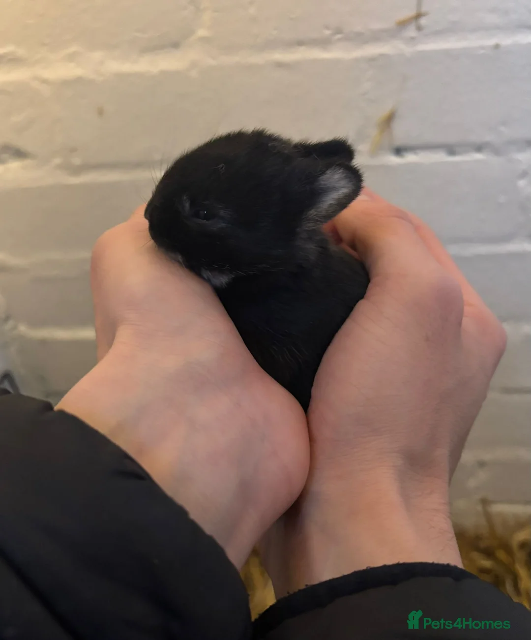 Netherland Dwarf rabbits for sale: Pure Netherland Dwarf bunnies  - Advert 1