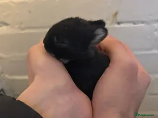 Netherland Dwarf rabbits Pure Netherland Dwarf bunnies - Advert 3