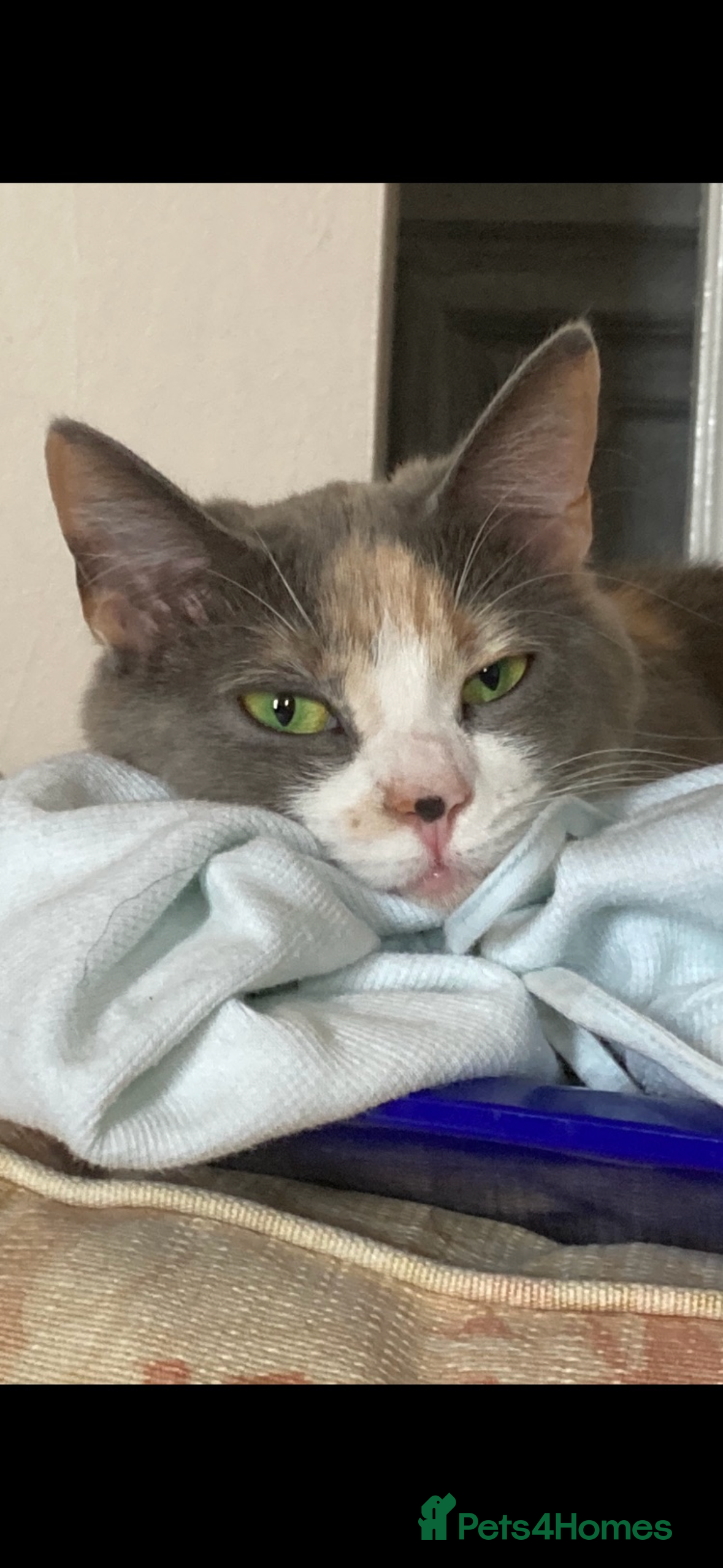 British Longhair cats Pretty Kittens  - Advert 2