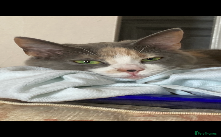 British Longhair cats - Advert 9