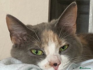 British Longhair cats Pretty Kittens - Advert 9