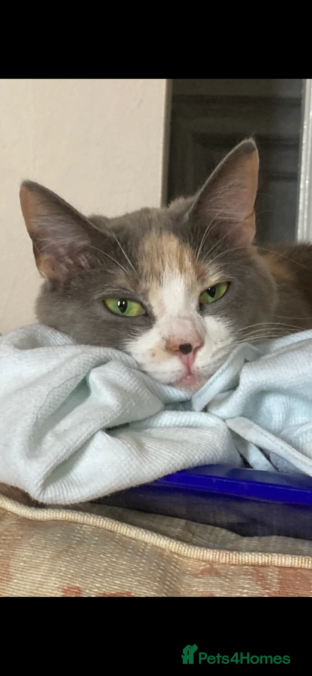 British Longhair cats for sale: Pretty Kittens  - Advert 1